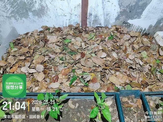 【2026.03.23】堆个枯叶肥