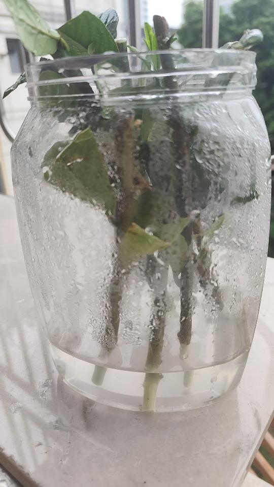 【2026.02.24】水培柠檬枝全过程（更新至02.28）