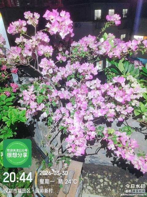 【邻居家】种的三角梅（具体品种：绿樱）